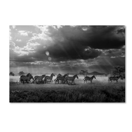 Trademark Fine Art Alberto Ghizzi Panizza 'Zebras Paradise' Canvas Art, 30x47 1X02640-C3047GG
